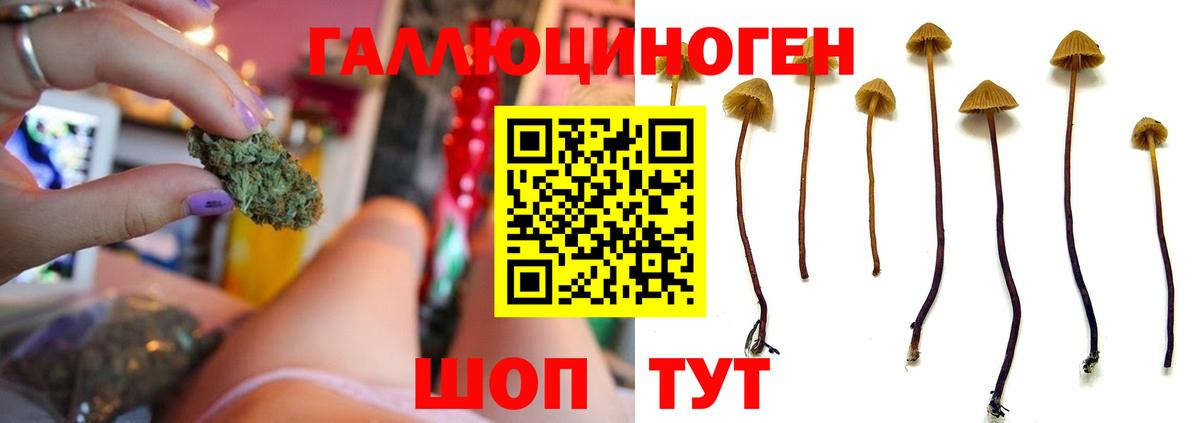 Моршанск  где можно купить наркотик  Псилоцибиновые грибы ЛСД  Вход с VPN  Псилоцибиновые грибы Psilocybine cubensis 